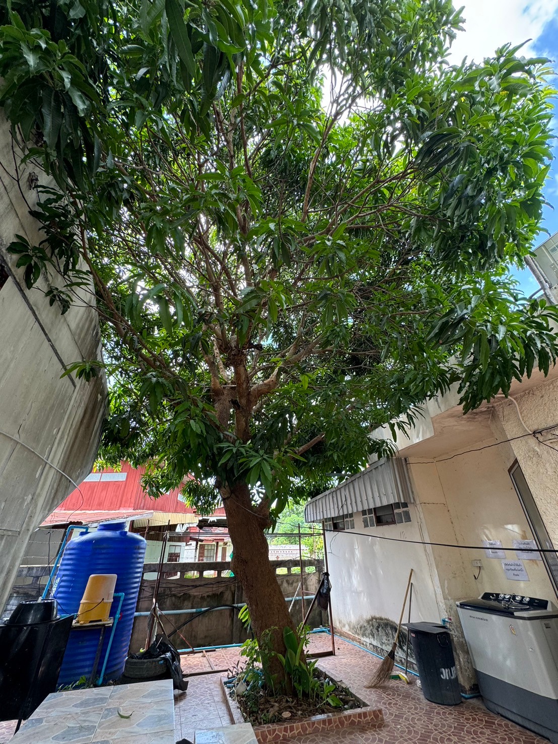 มะม่วง