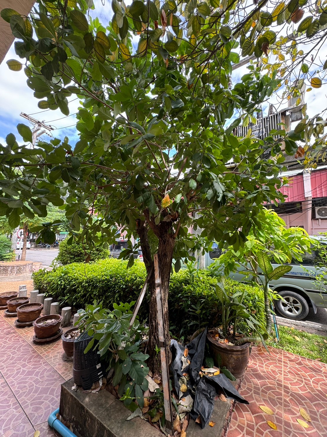 โปร่งกิ่ว