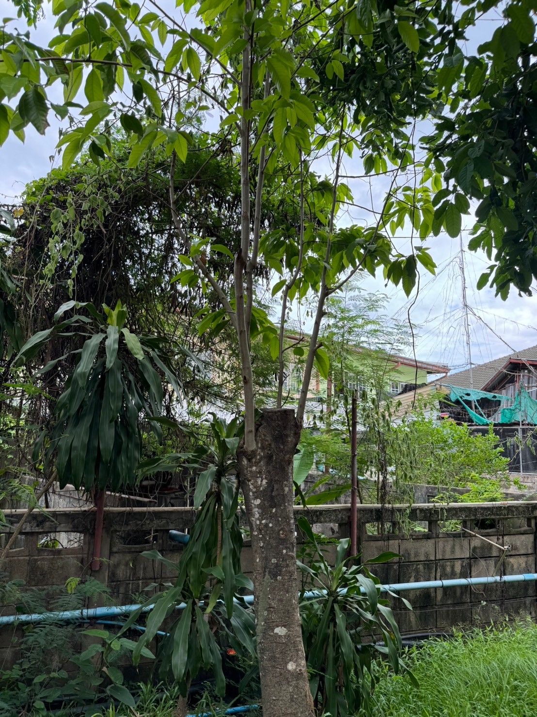 จำปี